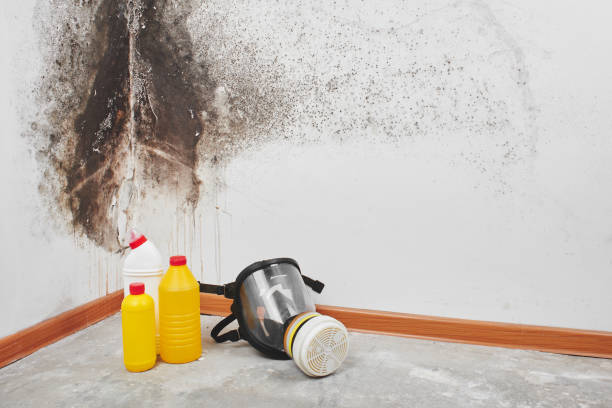 Reliable Newville, PA Mold Remediation Solutions
