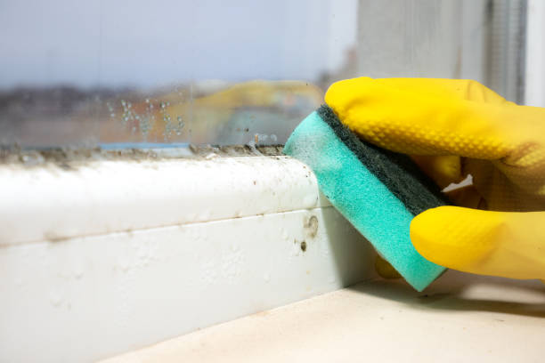 Best DIY Mold Remediation Support Services in Newville, PA