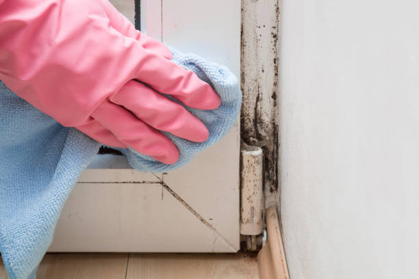 Best Basement Mold Remediation in Newville, PA